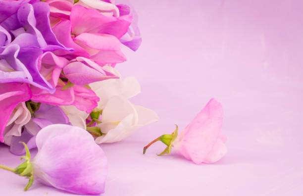 Sweet peas multicolour bunch of flowers