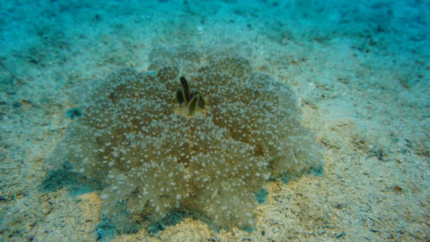 istock Cassiopea andromeda upside down jellyfish, Marine life 1356817835