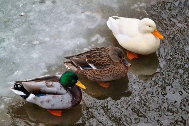istock Three Mallard wild ducks on frozen pond in snowy park 1356818496