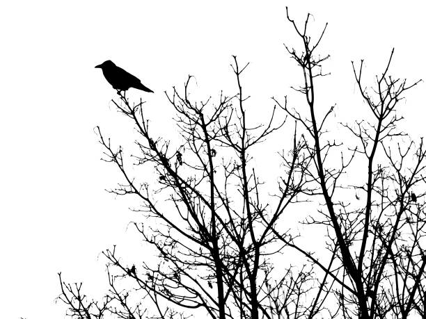 istock Winter tree with raven on the branch 1356820037