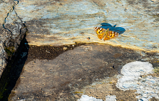 Profile view of Butterfly Resting on a rock