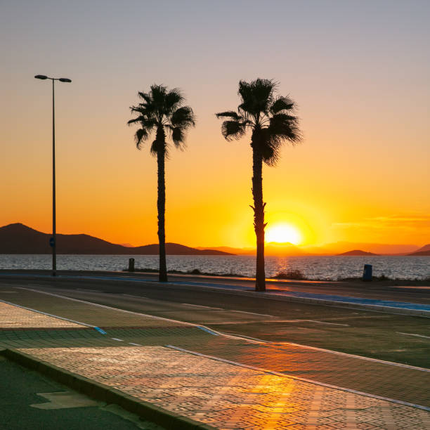 palm tree,  road and sea on sunset