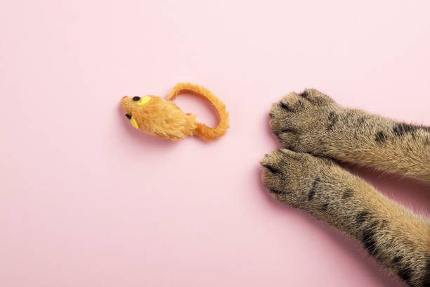 istock Cat paws and a mouse cat toy on a pink background. Top view, copy space. 1356821080