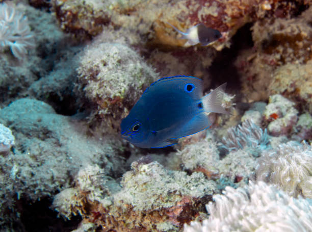 une demoiselle juvénile (pomacentrus trichrourus) dans la mer rouge, égypte - poisson demoiselle photos et images de collection