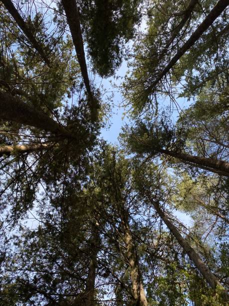 istock View of the trees in a forest from the bottom 1356822396