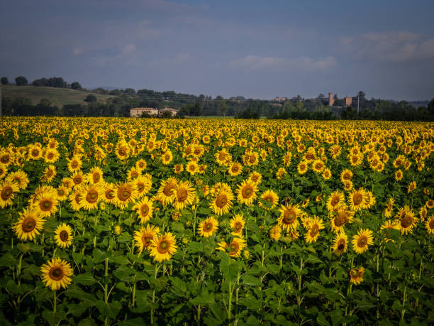 istock Field of yellow sunflowers 1356822655
