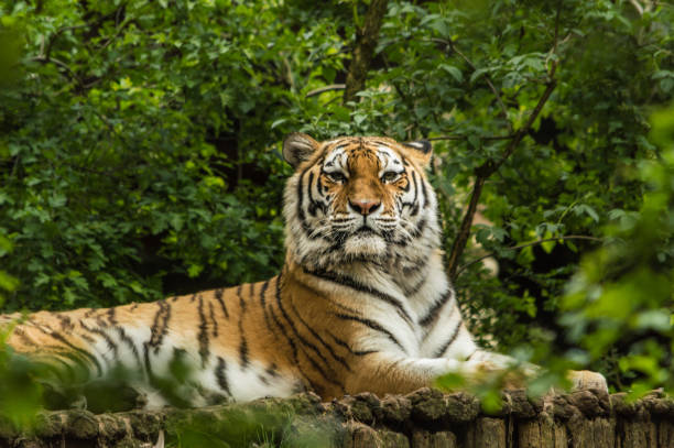 istock Majestic lion looking at the camera 1356822743