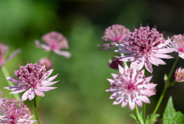 istock Astrantia major flowers 1356823496