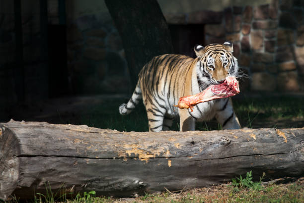 Siberian tiger (P. t. altaica) with piece of meat in his teeth (focus on face)