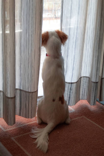 istock Kokoni dog is looking outside to balcony 1356824710