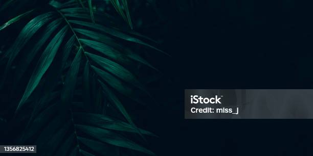 Dark Green Leaves Background Minimal Neutral Aesthetic Stock Photo - Download Image Now