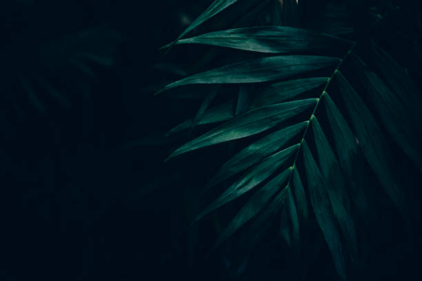 istock Dark green leaves background. Minimal neutral aesthetic. 1356825945