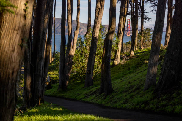 High quality stock photos of San Francisco's Golden Gate bridge from the presidio.