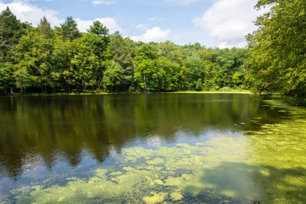 Pond along the Bushkill Falls Trail in Pennsylvania