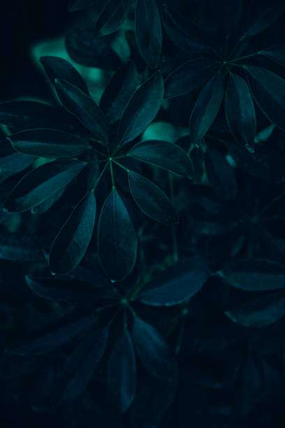 istock Dark green leaves background. Minimal neutral aesthetic. 1356827478
