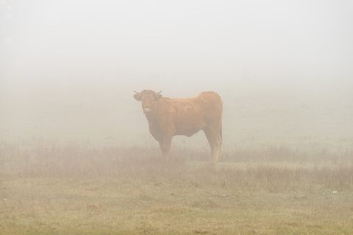 In a meadow on a foggy day a reddish-haired calf looks up at the camera, no one is there.