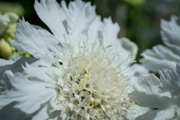 Flower of Scabiosa siamensis, selective focus, green leaf background Flower of Scabiosa siamensis, selective focus, green leaf background siamensis stock pictures, royalty-free photos & images