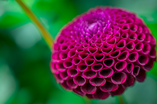 Magnificent dahlia flowers in the summer garden. Macro photography of nature.