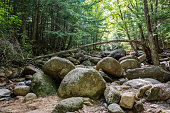istock Landscape along the Sabbaday Brook Trail in the White Mountain National Forest in New Hampshire 1356827670