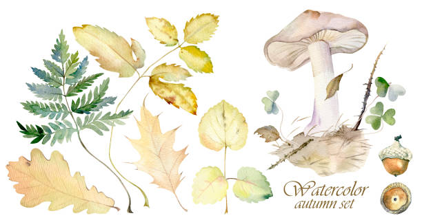 버섯과 삼림 식물의 잎의 수채화 조성 - 끈적버섯과 이미지 stock illustrations