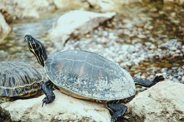 istock Tortoises at the zoo 1356828066