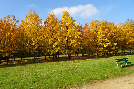 Large Autumn Tree in A Public Park (Prospect Park - Brooklyn, NY)