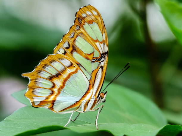 istock Close-up of the malachite butterfly 1356830175
