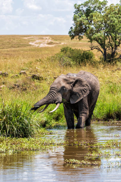 istock elephant family in the Masai Mara National Reserve 1356830264