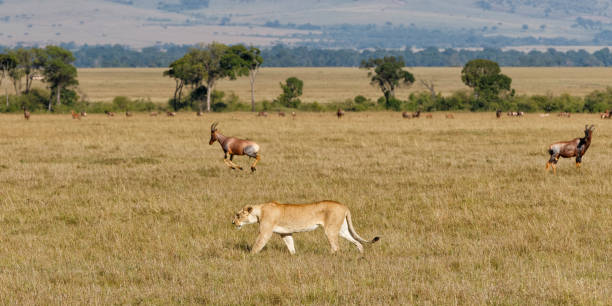 istock Lion female walking in the Masai Mara Game Reserve 1356830272