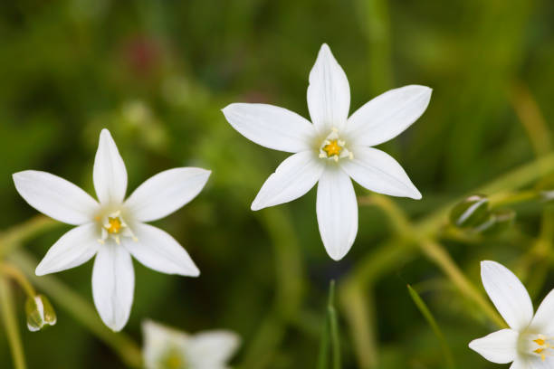 istock Star of Bethlehem flower closeup 1356830691