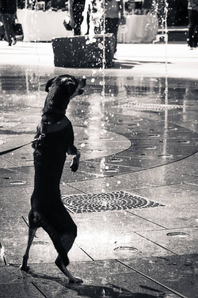 Toronto, Canada - July 13, 2025: Dog Fountain in the Berczy Park. Ornate multi-tiered fountain adorned with dog sculptures and crowned by a golden bone finial.