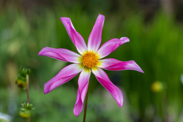 Close up of a Honka Rose dahlia flower in bloom