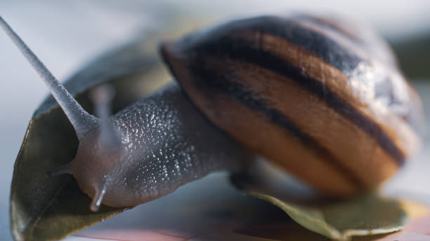 istock Close-Up Of Snail 1356832144