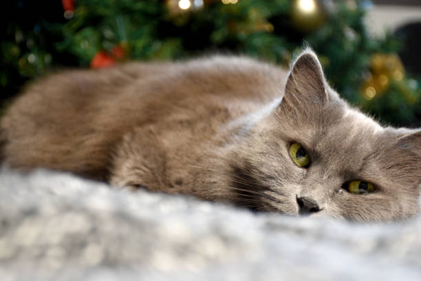 istock Portrait of a cat by the christmas tree 1356833357