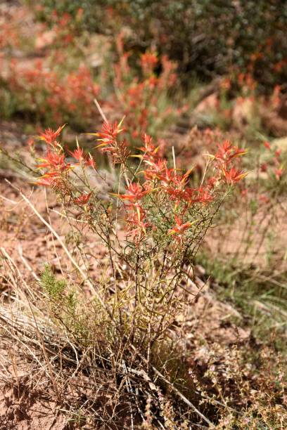 istock Orange Indian Paintbrush, Capitol Reef National Park 1356833434