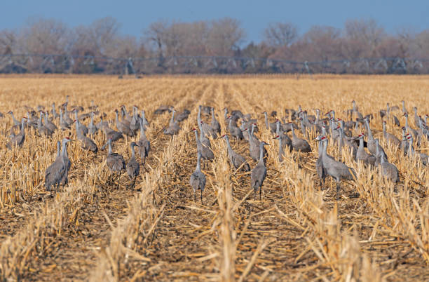 Sandhill Cranes in the Crop Rows Sandhill Cranes in the Crop Rows near Kearney, Nebraska kearney nebraska stock pictures, royalty-free photos & images
