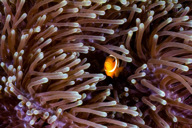 istock Clown fish in Indonesia 1356837402