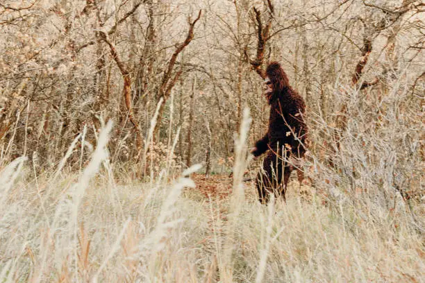 Photo of Sasquatch Bigfoot in the Forest