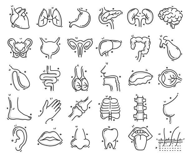 인간의 장기와 해부학 관련 개체 및 요소. 손으로 그린 벡터 낙서 일러스트 레이션 컬렉션. 손으로 그린 아이콘 세트입니다. - pencil drawing drawing anatomy human bone stock illustrations