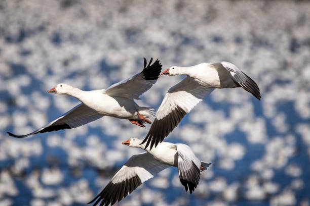 istock three snow geese flying for their migration, Baie-Du-Febvre, Quebec, Canada 1356840236
