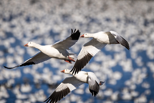 three snow geese flying for their migration, Baie-Du-Febvre, Quebec, Canada