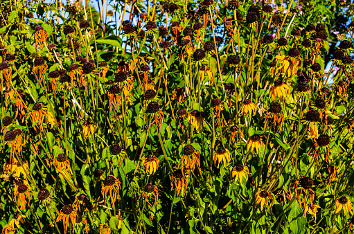 Grouping of wilting Black-eyes Susans in the early fall under a morning sun and blue sky
