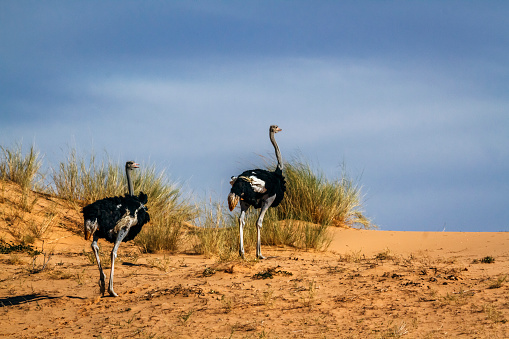 African Ostrich couple walking on to of a sand dune in Kgalagadi transfrontier park, South Africa ; Specie Struthio camelus family of Struthionidae