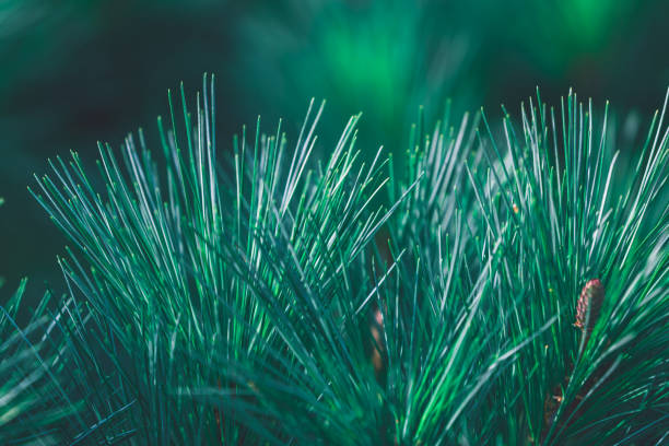 istock Forest background of pine needles 1356841889