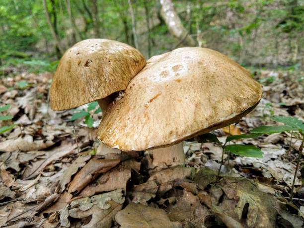 istock Boletus edulis (Flap mushrooms) closeup 1356844198