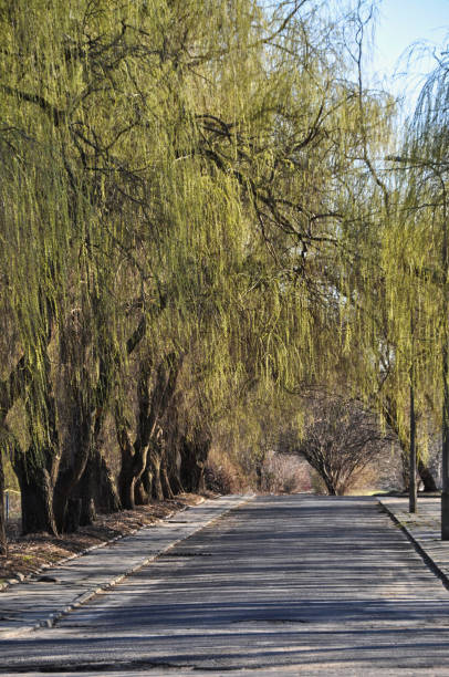 street road between trees green green leaves spring road with sidewalk beautiful place - tranquil scene sky street road imagens e fotografias de stock