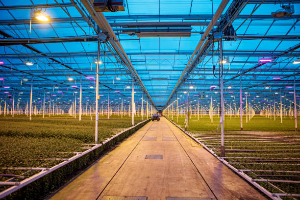 istock The inside of a working greenhouse 1356847865