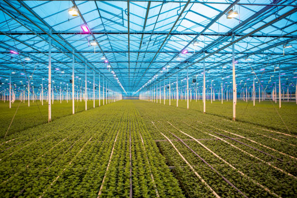istock The inside of a working greenhouse 1356847931