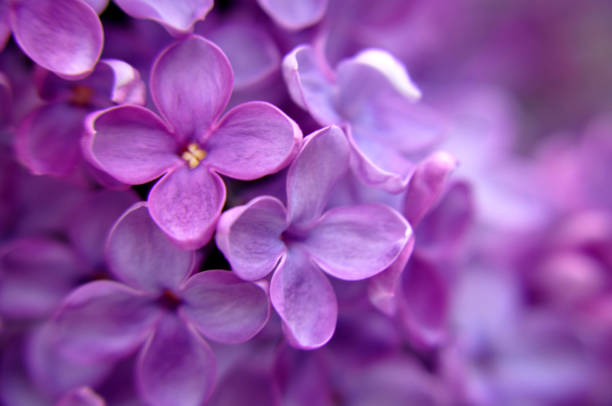 istock pink purple lilak flower head violet single twig shrub beaytiful spring 1356848591