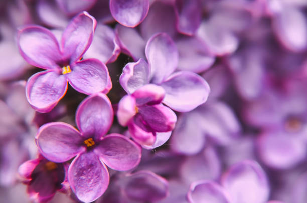 istock pink purple lilak flower head violet single twig shrub beaytiful spring 1356848602